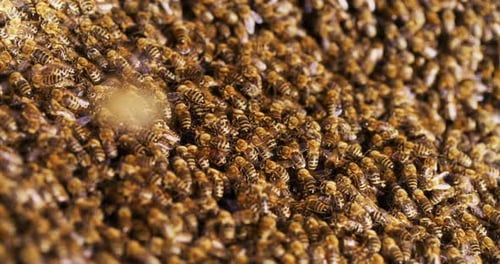 Whole Family of Bees Enters the Hive