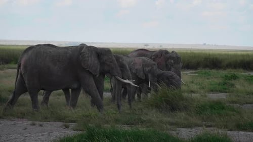 Eine Gruppe riesiger Elefanten spaziert in der afrikanischen Savanne inmitten der wilden Natur.
Konzept