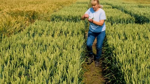 a Farmer Walks Through a Wheat Field Selective Focus