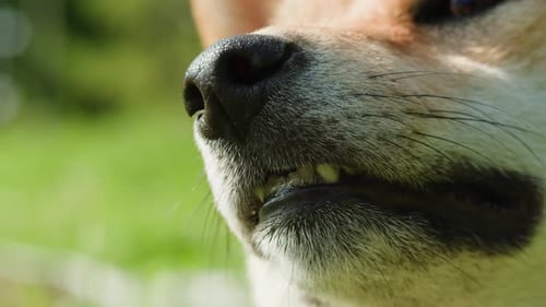 Closeup of Shiba Inu Dog in the Park on Sunny Day Lovely Pet Sitting on the Grass Portrait of a