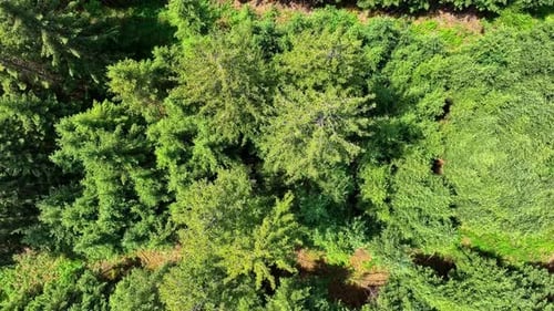 Top down view of green forest in sunshine. Drone fly, rising up over pine trees and green treetops.