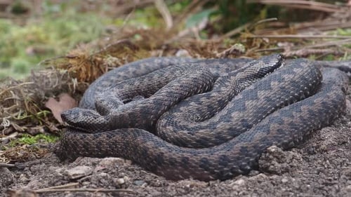 A group of Common European adder or common European viper (Vipera berus)