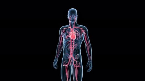 Das menschliche Herz schlägt im komplexen glühenden arteriellen Kreislaufsystem