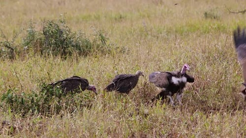 Hooded Vulture flying in on leftover carcass feeding and picking in the grass, slow motion shot