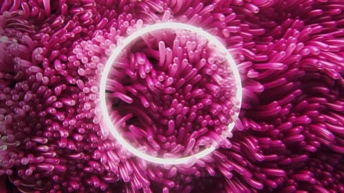 Background of Pink Anemone Algae Swaying Underwater with Neon Circle