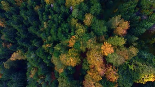 Top down aerial view of a vast, colorful forest in autumn, in a slow fly over evergreen spruce and f