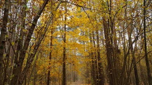 Immersive View of a Forest Path with Vivid Autumn Leaves and Tall Trees Calm Mood