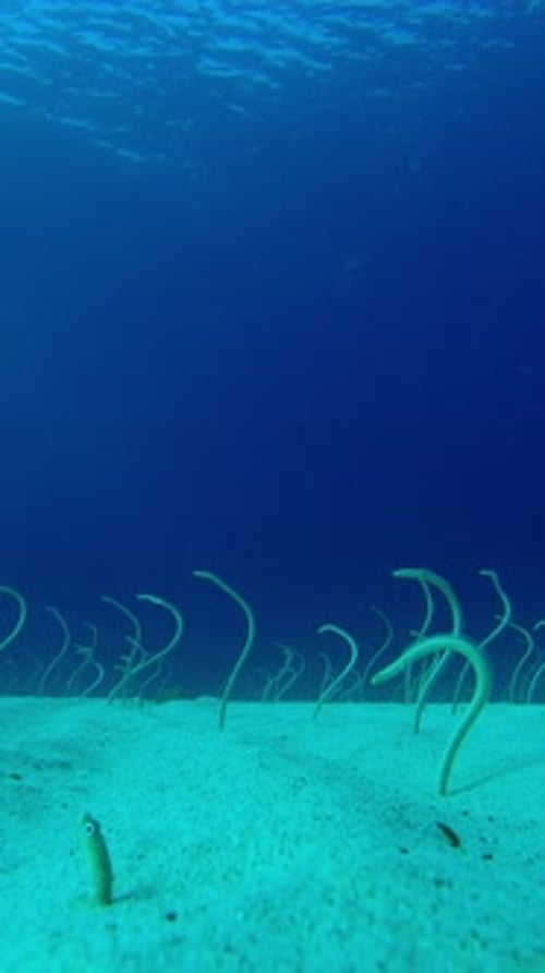 Long, Spotted Garden Eels sticking out from sandy bottom and wriggling to catch plankton floating by
