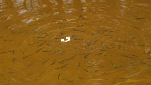 Los peces del río comen pan
