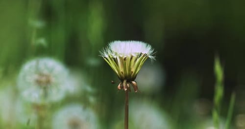 Nahaufnahme von Löwenzahn, der sich im Wind wiegt und herunterfallende Löwenzahnsamen