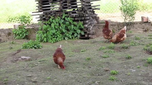 Gruppe von Hühnern, die auf einem Feld laufen