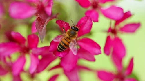 Close of bee harvesting from wild pink blossom in natural spring light