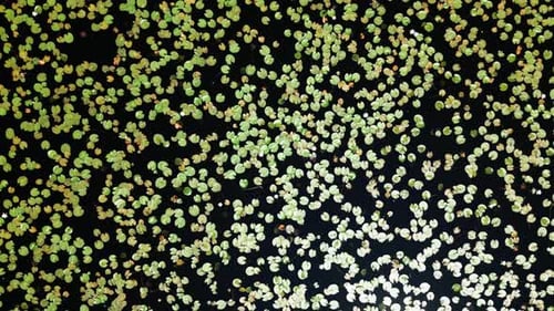 Top down aerial view of water lily pond against dark background, Sunlight falling on pond water