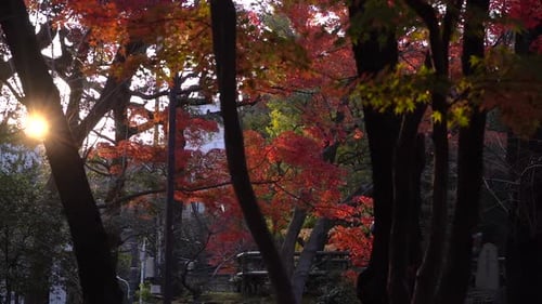 Vibrant Autumn Maple Trees at Sunset