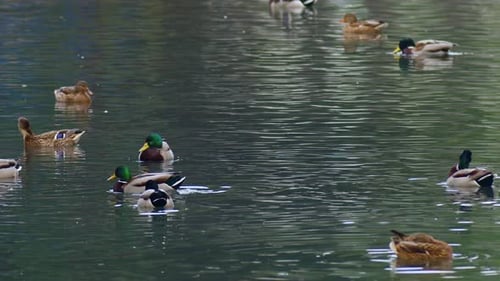 Ducks Float on Rippling Pond Water