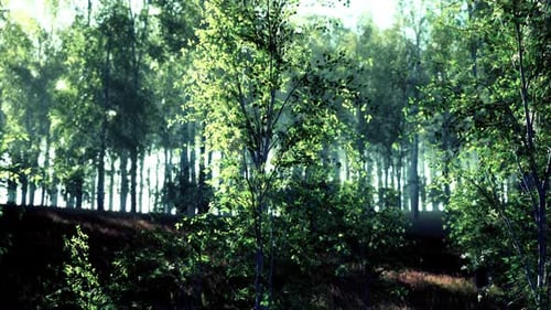 Sunset or Dawn in a Spring Birch Forest with Bright Young Foliage