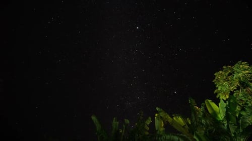 Night Timelapse of Sky Full of Stars and Green Palm Leaves on Ground