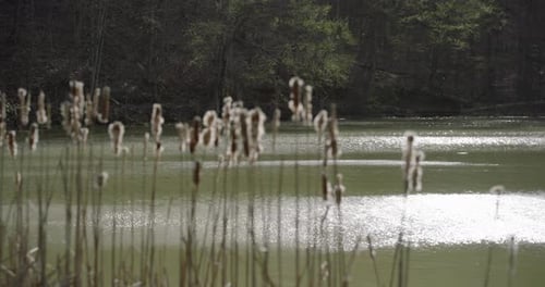 Cattails disperse seeds by pond blowing in the wind with cinematic focus pull rack