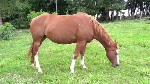 A horse in open field eating grassu during the summer in brazil. Brazilian farms are always full of
