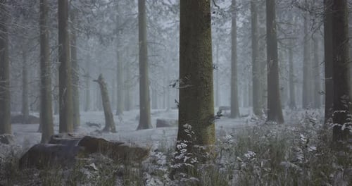 Enchanted Winter Forest with Snow Covered Trees and Serene Atmosphere