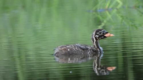 Bird cheeks in pond UHD MP4 4k Video .