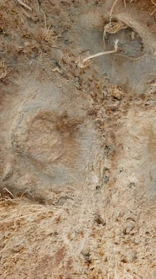 Vertical video. Hairy Coconut Rotating Close-Up Showing Its Three Dents.