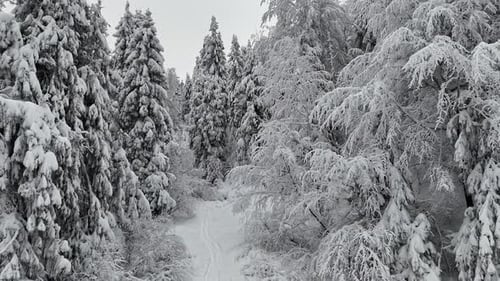 Vue aérienne par Drone d'une forêt de pins dense recouverte de neige fraîche Sentier étroit entre la glace