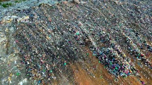 Flock of egret birds searching food at landfill