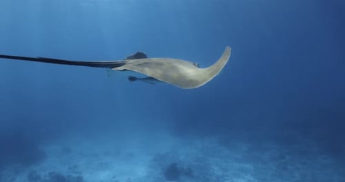 Stingray Fish Swimming Underwater in Tropical Blue Ocean
