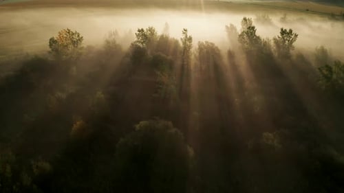 view from drone looking down on morning fog in trees with rays of golden light shining. Aerial view