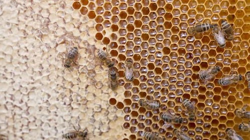Bee making sweet honey macro shot. Nectar beekeeping insects working.