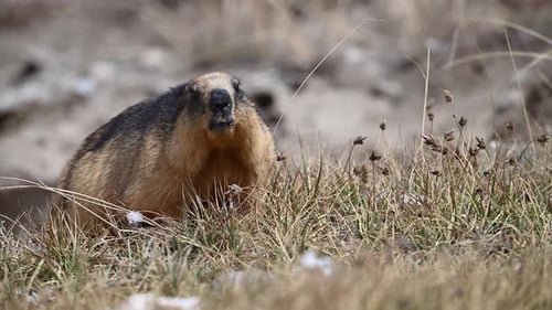 Nahaufnahme der Fütterung von Golden Murmeltier oder Langschwanzmurmeltier
