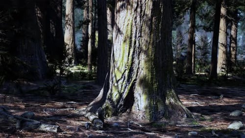 Un arbre majestueux dressé au cœur d'une forêt animée