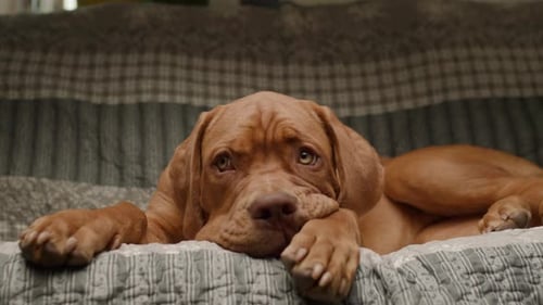 Lovely Puppy Relaxing on Couch At Home Close Up