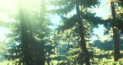 Sunlight Filtering Through Tall Pine Trees in a Serene Forest Setting