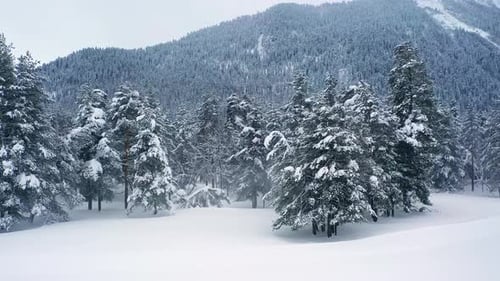 Beautiful snow scene forest in winter. Flying over of pine trees covered with snow.