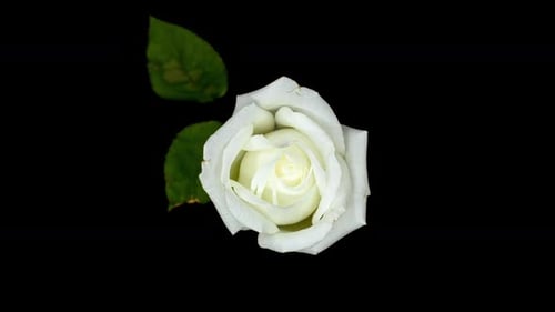 2K - White Rose Timelapse