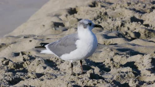 Tight seagull shot at the ocean