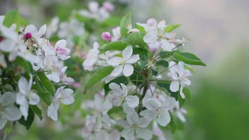 Apple blossoms wobbling slightly in the wind - close up footage