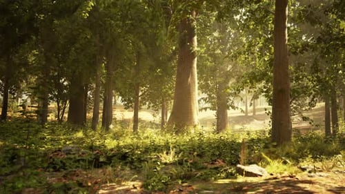 Sunlight Streaming Through the Trees in a Dense Forest