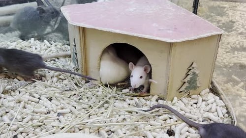 A Group of Gray and White Rats Run Around the Cage Rodent Concept