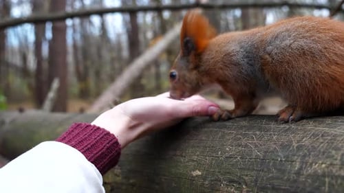 Squirrel Takes Food From Hand on Log