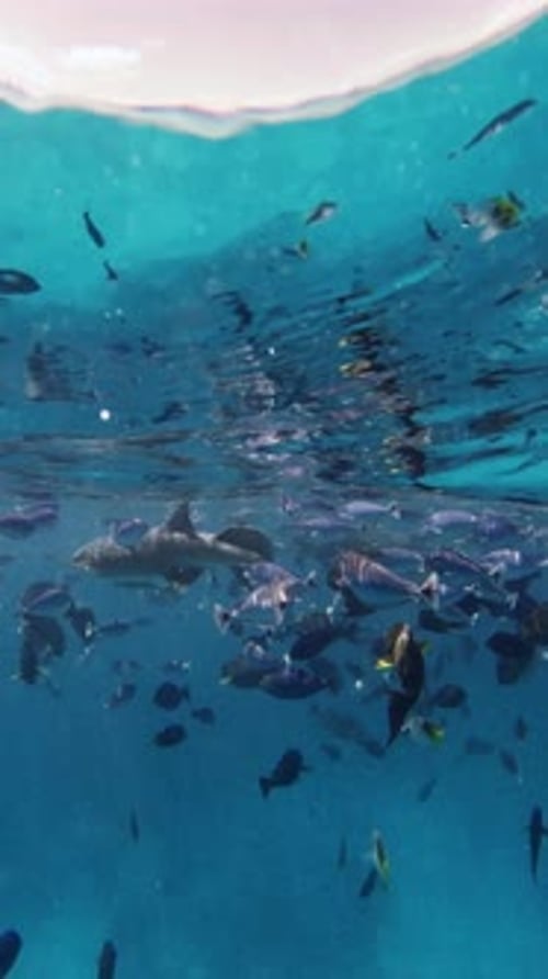 Tropical Sea Life with a Lot of Fishes and Sharks Underwater in Blue Sea Vertical View