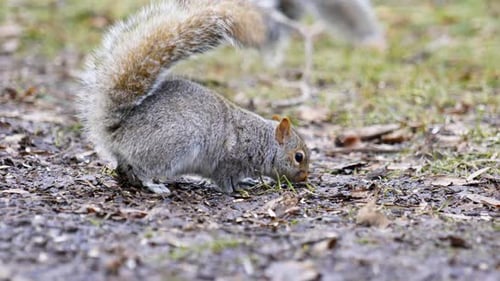 4K Slow motion cinematic footage of a squirrel eating food from the ground, from up close, in Montre