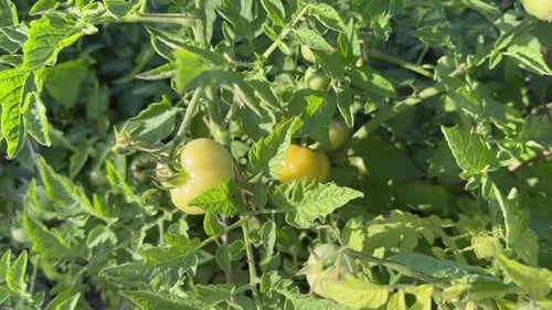 Tomato farming