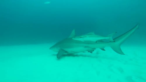 Blue big view ocean and a shark swimming with a little shark.