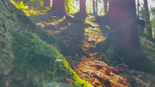 A Close Up of a Tree Trunk with Moss and Leaves on It