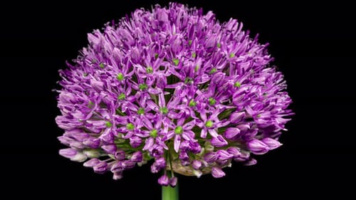 Time Lapse of Blooming Big Violet Allium Christophii Flower Isolated on Black Background. Time-lapse