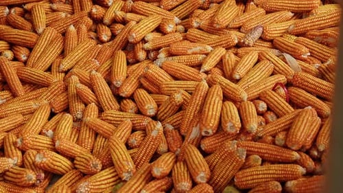Harvesting golden corn kernels on a sunny day in a rural field