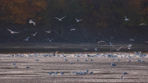 Many river gulls hunt fish in lakes, rivers, and canals. Seagulls fly over the water.